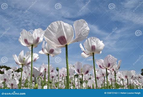 Opium poppies stock image. Image of cloud, nature, flower - 55872163