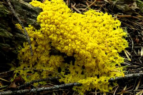 Yellow Slime Mold Youtube