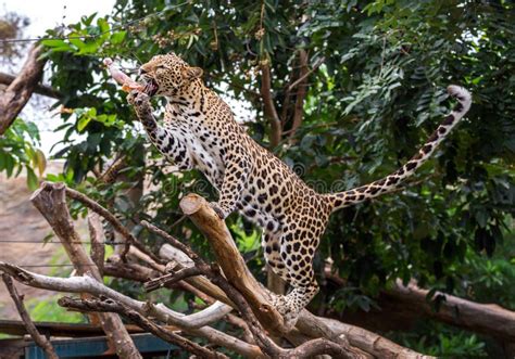 Eating leopard stock image. Image of wildlife, animal - 4811239