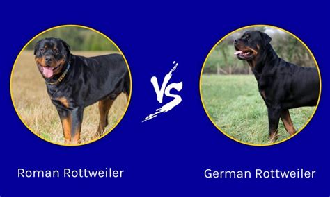 German Rottweiler And American Rottweiler What Is The Difference