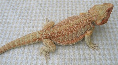 Leucistic Bearded Dragon