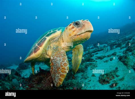 Endangered Loggerhead Sea Turtle Caretta Caretta Underwater In Palm