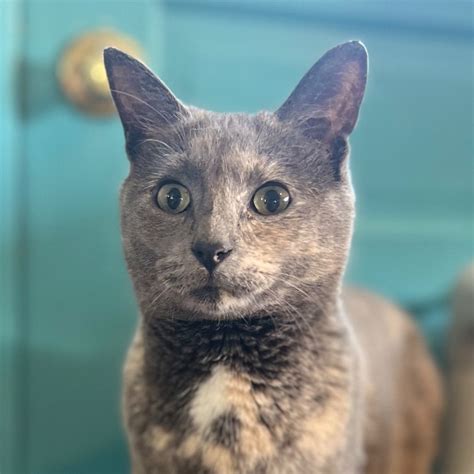 Cat For Adoption Delia A Domestic Short Hair In Hampton Va Petfinder