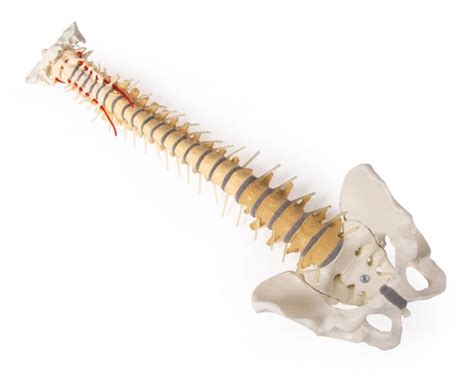 Columna vertebral didáctica con pelvis Erler Zimmer por 234 00