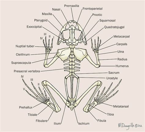 Frog Leg Anatomy Skeletal