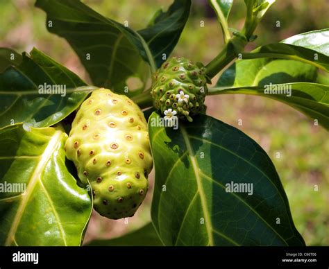 Fruits And Flowers Of Morinda Citrifolia Commonly Called Noni Central