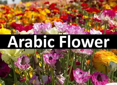 Flower Of Saudi Arabia Name | Best Flower Site