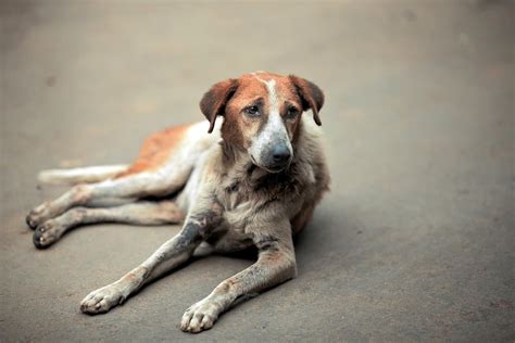 dewormers  dogs  reviews  pooches parasite