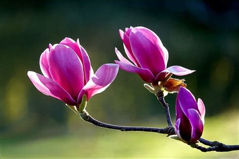 Magnolienzweig Jahreszeiten Galerie Fotografie Blumen Rosa