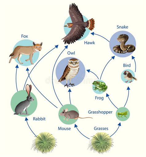 Cartaz Educativo Da Biologia Para O Diagrama Da Cadeia Alimentar