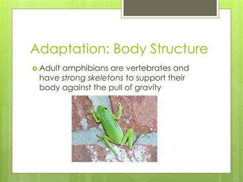 PPT - Amphibian ADAPTATIONS PowerPoint Presentation, free download - ID ...