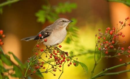 A-Fall-Bird-Migration – Macon County Conservation District