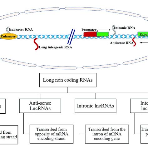 A Schematic Representation Of Different Genomic Loci For Noncoding