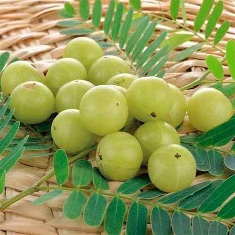 Rvore Da Amla Em Crescimento Como Cultivar Groselha Indiana