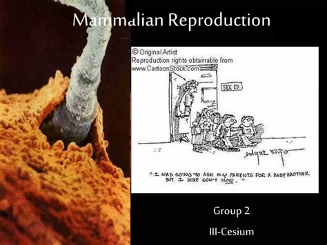 PPT - Mammalian Reproduction PowerPoint Presentation, free download - ID:9524124