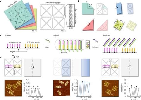 Harnessing A Paper Folding Mechanism For Reconfigurable DNA Origami