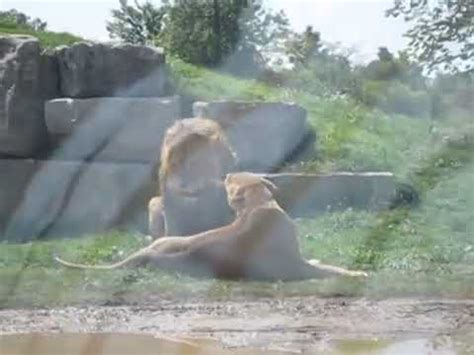 African Lion Safari Sex Ed Youtube