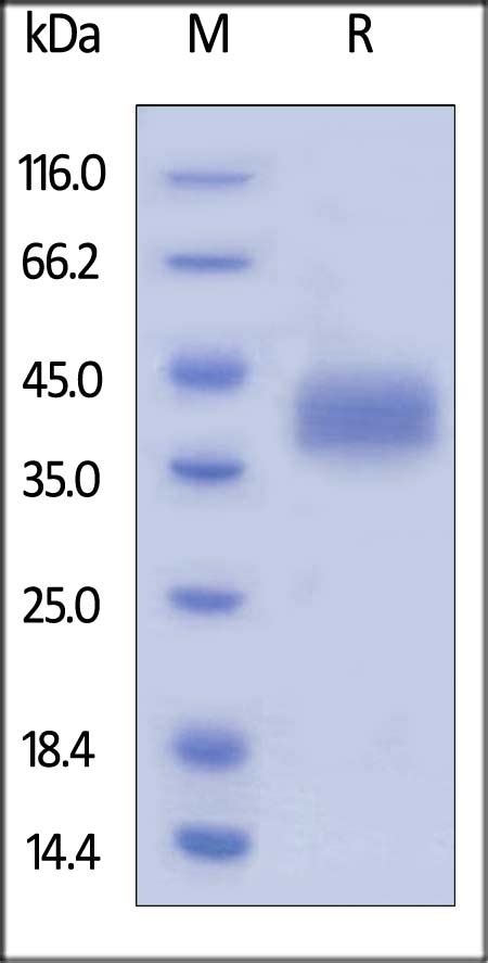 LILRB4 Recombinant Protein Cat No 97 013 ProSci