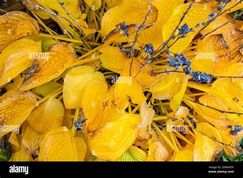 Decaying Hosta Leaves Hi Res Stock Photography And Images Alamy