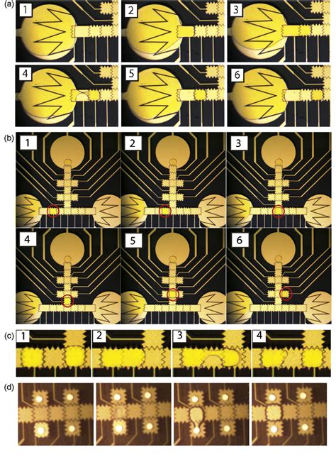 Figure 2 From Biochip Functionalization Using Electrowetting On