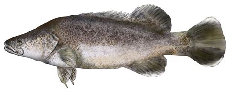 Murray Cod Pirsa