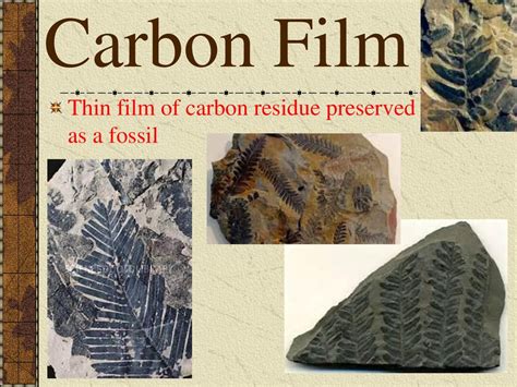 Carbon Film Fossil