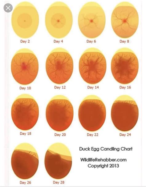 Duck Egg Candling Chart Como Criar Galinhas Cria O De Galinhas