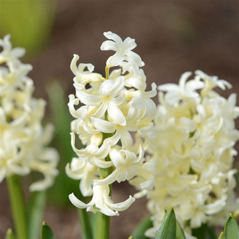 Jacinthe Gipsy Princess Hyacinthus X Orientalis Excellente