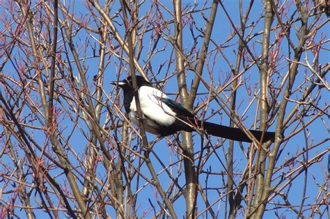 Más de 500 fotos de Pixabay y Navidad gratis - Pixabay 