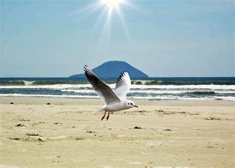 Free Images Beach Sea Coast Nature Sand Ocean Bird Wing Shore