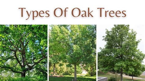 10 Different Types of oak trees to Grow in your Yard