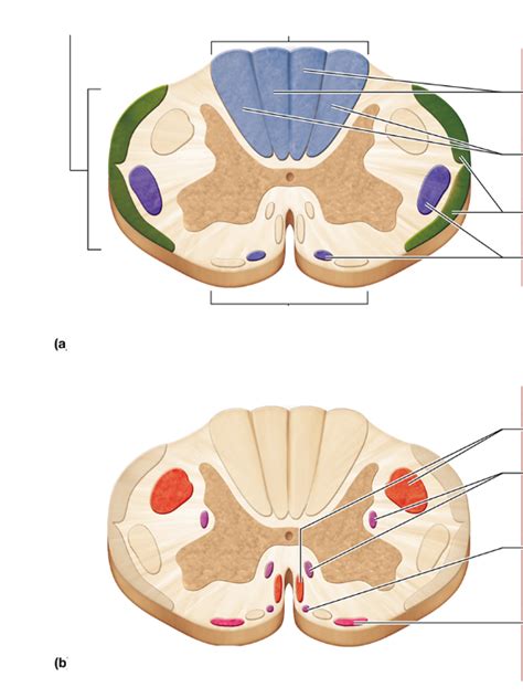 Ascending And Descending Tracts Of The Spinal Cord Diagram Quizlet