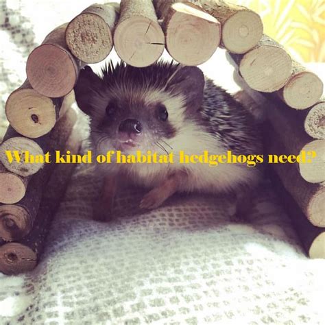 What kind of habitat hedgehogs need? In this post, you'll learn all ...