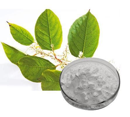 Resveratrol Japanese Knotweed Extract Manufacturers, Factory - Free Sample - RUNHERB