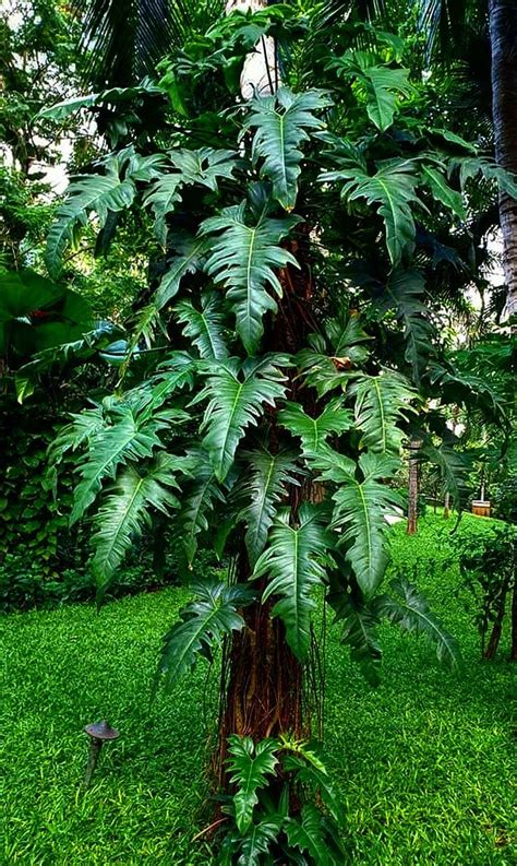 Philodendron Golden Dragon Tropics Home