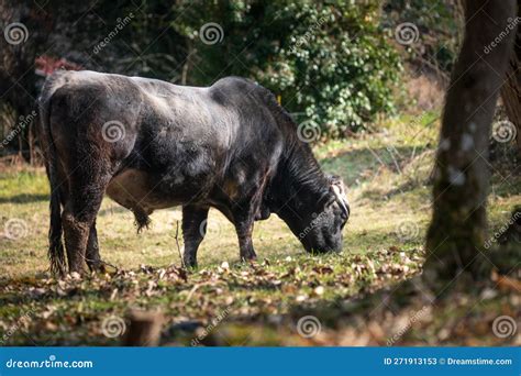 Breeding bull on pasture stock image. Image of livestock - 271913153