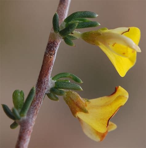 Aspalathuses From Rus En Vrede Municipal Reserve On August 28 2010 At