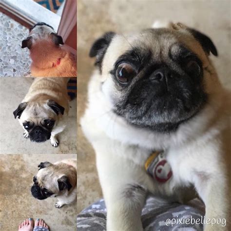 574 Likes 29 Comments Pixiebelle 🔔 Pixiebellepug On Instagram “4 Stages Of Going Out In