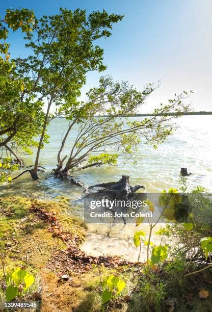 184 Disappearing Island Florida Stock Photos High Res Pictures And