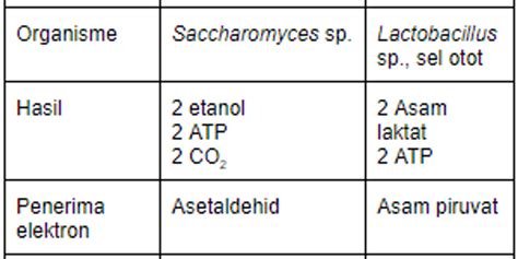 Top 9 Tabel Perbedaan Fermentasi Alkohol Dan Fermentasi Asam Laktat 2022 Riset