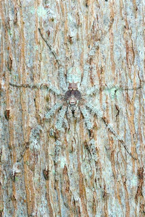 A Large Spider Camouflaged On Tree Bark Ledoux