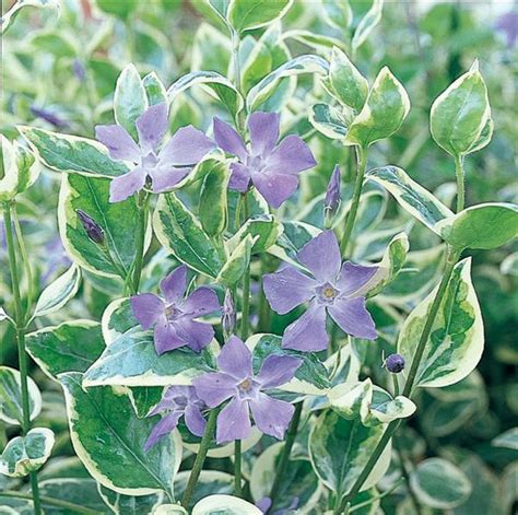 Vinca major Variegata | Lucas Greenhouses