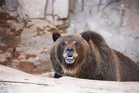 Wellness Wednesday Grizzly Bear Reid Park Zoo