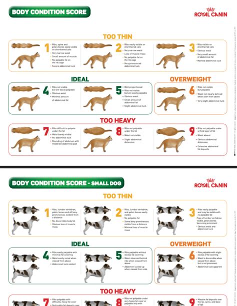 Body Condition Score Chart HIGHlands Veterinary Hospital