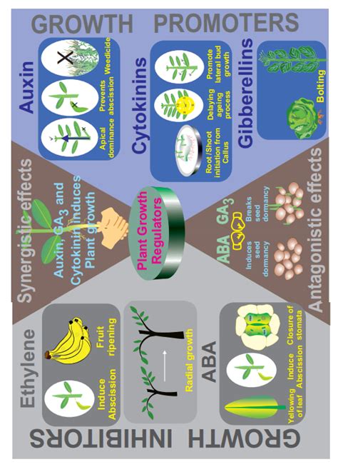 Abscisic Acid Aba Stress Phyto Hormone Natural Plant Growth