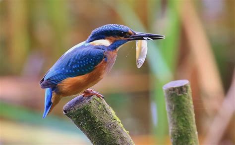 Kingfisher Male Pennington Flash Pengys Hide John Livesley Flickr