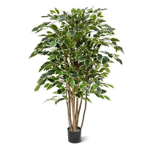 Ficus Exotica Deluxe 125 cm variegated Indistinguível de plantas