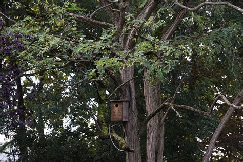 Cajas Nido Para Aves O C Mo Implicar A Las Ciudades En La Conservaci N