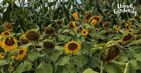 How To Harvest Sunflower Seeds Unruly Gardening