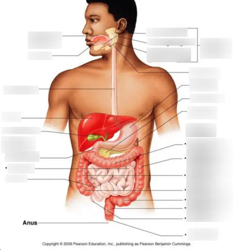 GI Tract Diagram Diagram Quizlet